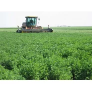 Kaplamalı Gea Yonca Tohumu - 100 kg