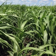 Hibrit Sorgum Sudan Otu  Tohumu - 10 kg