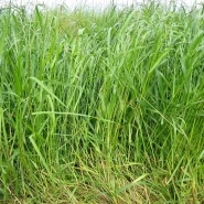 İtalian Ryegrass Tohumu Volna - 50 Kg