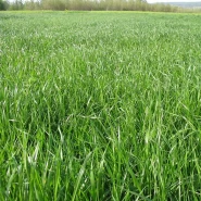 İthal Çok Yıllık Ryegrass Tohumu Nevola SR - 100 Kg