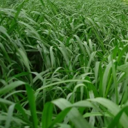 İthal Ryegrass Tohumu - 10 Kg 