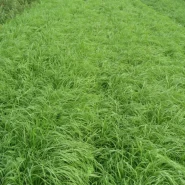 İthal Teff Grass Tohumu Carmona - 50 Kg