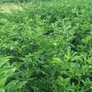 İthal Yonca Tohumu Lowa - 10 Kg