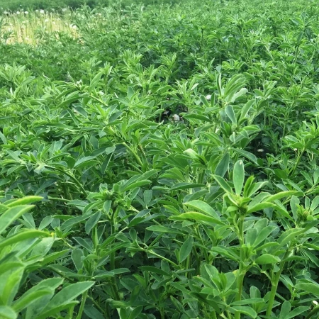 İthal Yonca Tohumu Lowa - 100 Kg