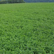 İthal Yonca Tohumu Rapsidera - 1 Kg