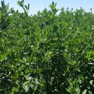 İthal Yonca Tohumu - 50 kg 