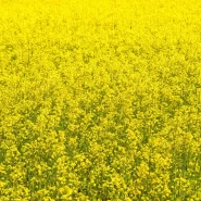 Jeglava İthal Yem Şalgamı Tohumu Ot Tipi - 100 Kg