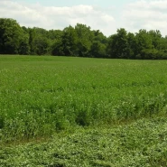 Kaplamalı İthal Yonca Tohumu - 50 kg