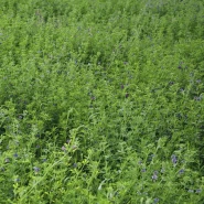 Kaplamalı Sementi Yonca Tohumu - 10 kg