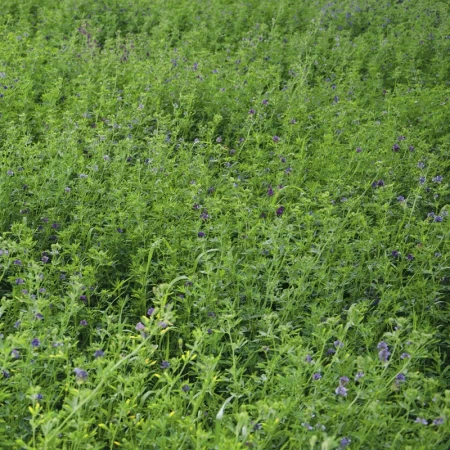 Kaplamalı Sementi Yonca Tohumu - 50 kg