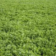 Kayseri Kaval Yonca Tohumu - 100 Kg