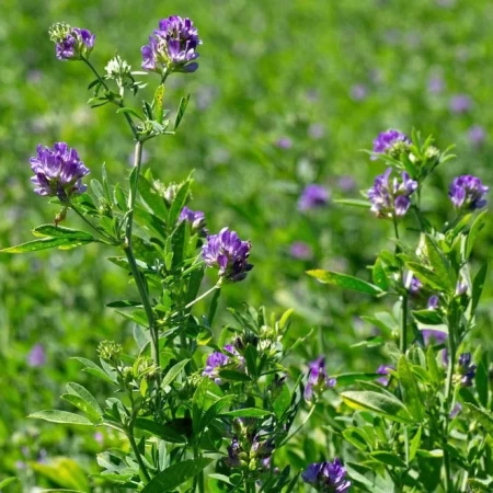 Kayseri Yonca Tohumu - 10 kg