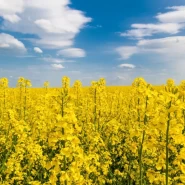 Lenox Ot Tipi Yem Şalgamı Tohumu - 1 Kg