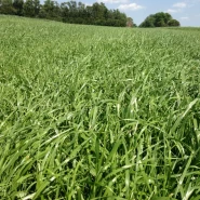 Ryegrass Tohumu - 10 Kg 