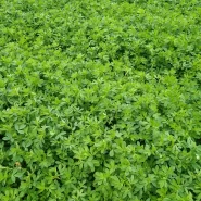 Sahil Bölgelere Uygun Yonca Tohumu -50 Kg