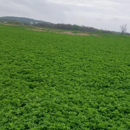 Soğuk Bölgelere Uygun Yonca Tohumu - 50 Kg