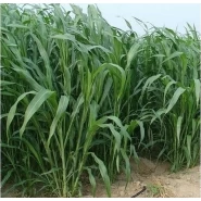 Tatlı Sorgum Sudan Otu Tohumu - Biomarlı - 1 Kg 