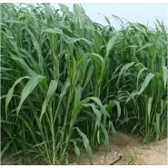 Tatlı Sorgum Sudan Otu Tohumu - Biomarlı - 50 Kg 