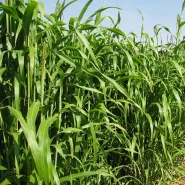 Sorgum Sudan Otu Tohumu - Süper Su 22 - 10 Kg 