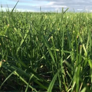 Teff Grass Tohumu - 10 Kg 