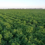 Thero Kır Yonca Tohumu - 100 Kg