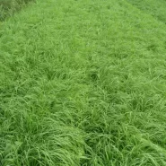 İthal Teff Grass Tohumu Carmona - 20 Kg
