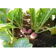 Yem Şalgamı Tohumu Yumru Tipi - 50 Kg