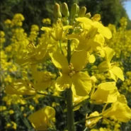 Sarıpınar Yem Şalgamı Tohumu Ot Tipi - 10 Kg