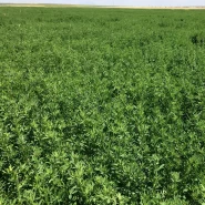 Kaplamalı Bilensoy Yonca Tohumu - 10 kg 