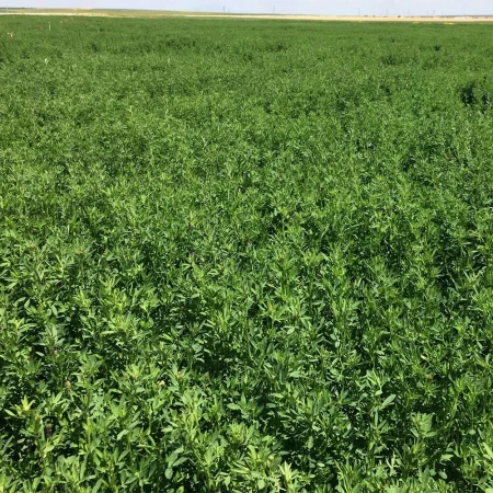 Bilensoy Yonca Tohumu - 10 kg