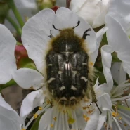 Çiçek Zınnı Feromonu (Cezbedicisi)