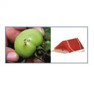 Domates Güvesi Feromon Tuzağı