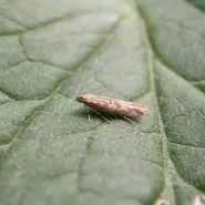 Domates Tuta Absoluta Feromonu