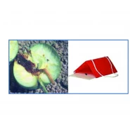 Elma İçkurdu Feromon Tuzağı