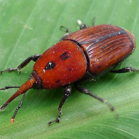 Kırmızı Palmiye Böceği Feromon (Cezbedicisi)