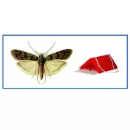 Un Güvesi  Feromon Tuzağı 