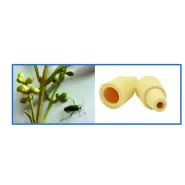 Zeytin Çiçek Sap Sokanı Feromonu