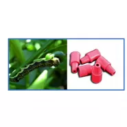 Zeytin Fidan Tırtılı Feromonu 